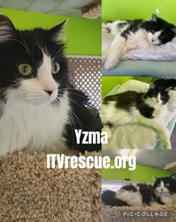 Yzma image 2