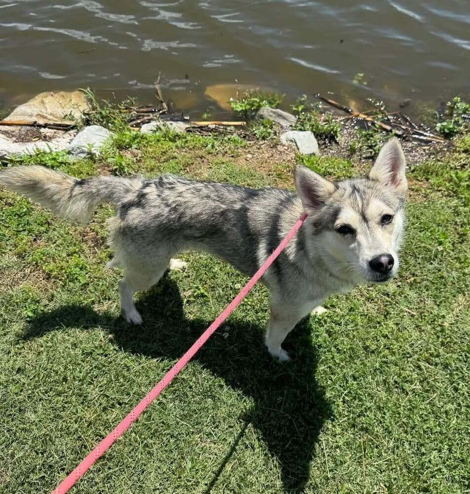 Laguna - Husky