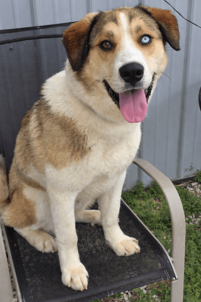 Bodie - Husky