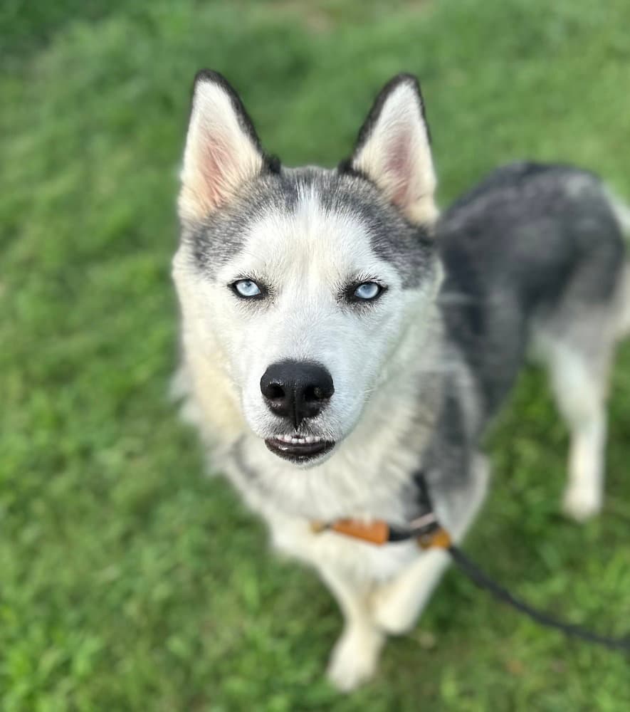 Athens - Husky