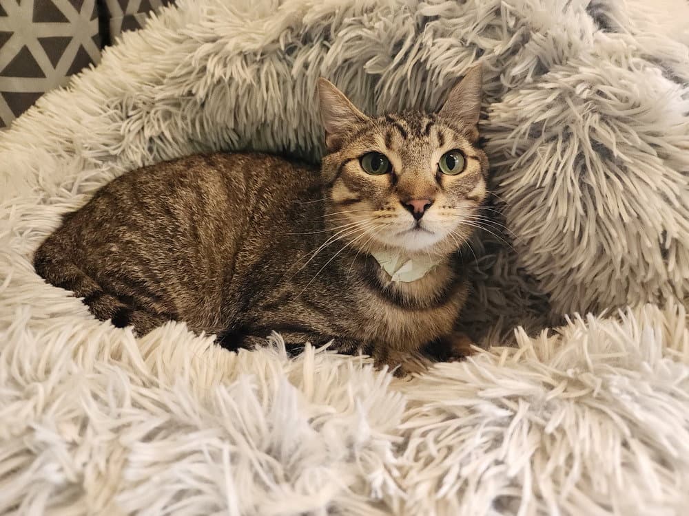 Camo - Domestic Short Hair
