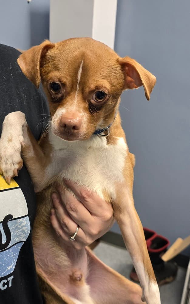 Bill - Chihuahua