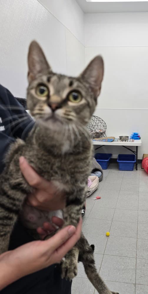 Bernice - Domestic Short Hair