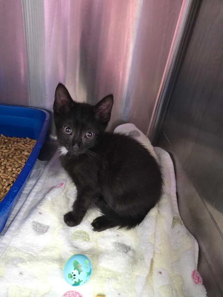 Stearns  Foster - Domestic Short Hair