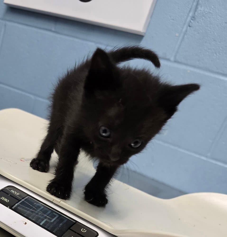 Serta - Domestic Short Hair