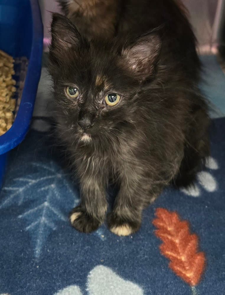Beautyrest - Domestic Short Hair
