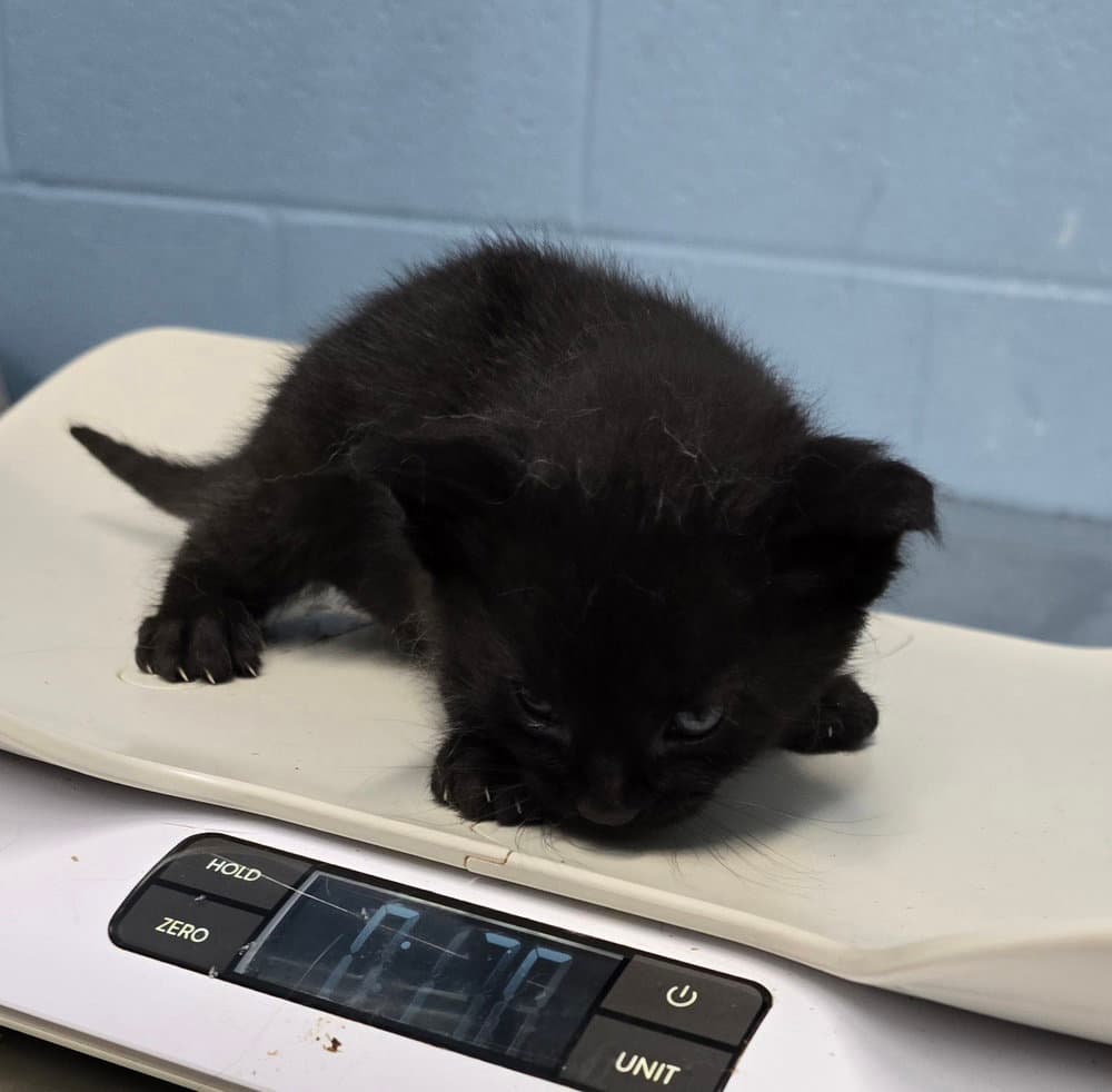 Tempur-Pedic - Domestic Short Hair