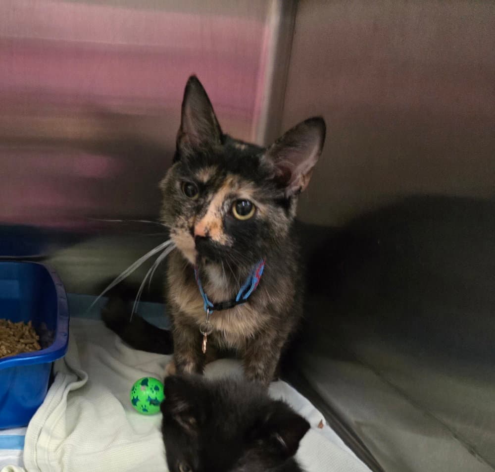 Mattress - Domestic Short Hair