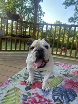 Winston image 1