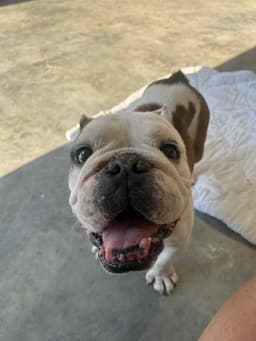 Winston image 2