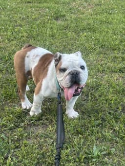 Winston image 3