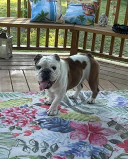 Winston image 4