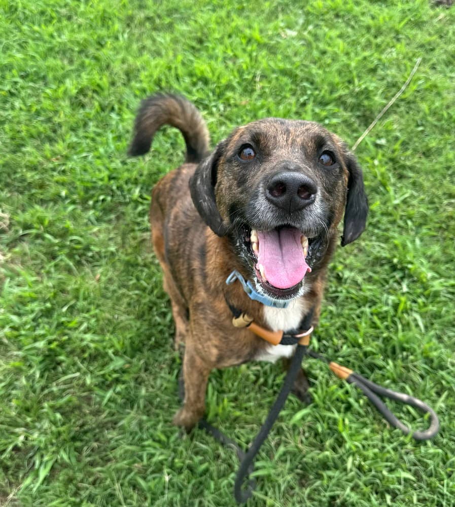 Houston - Pit Bull Terrier