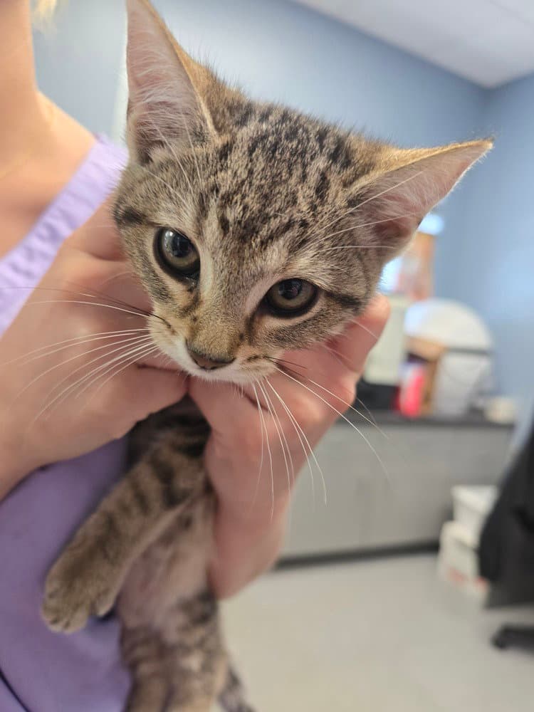 Emma - Domestic Short Hair
