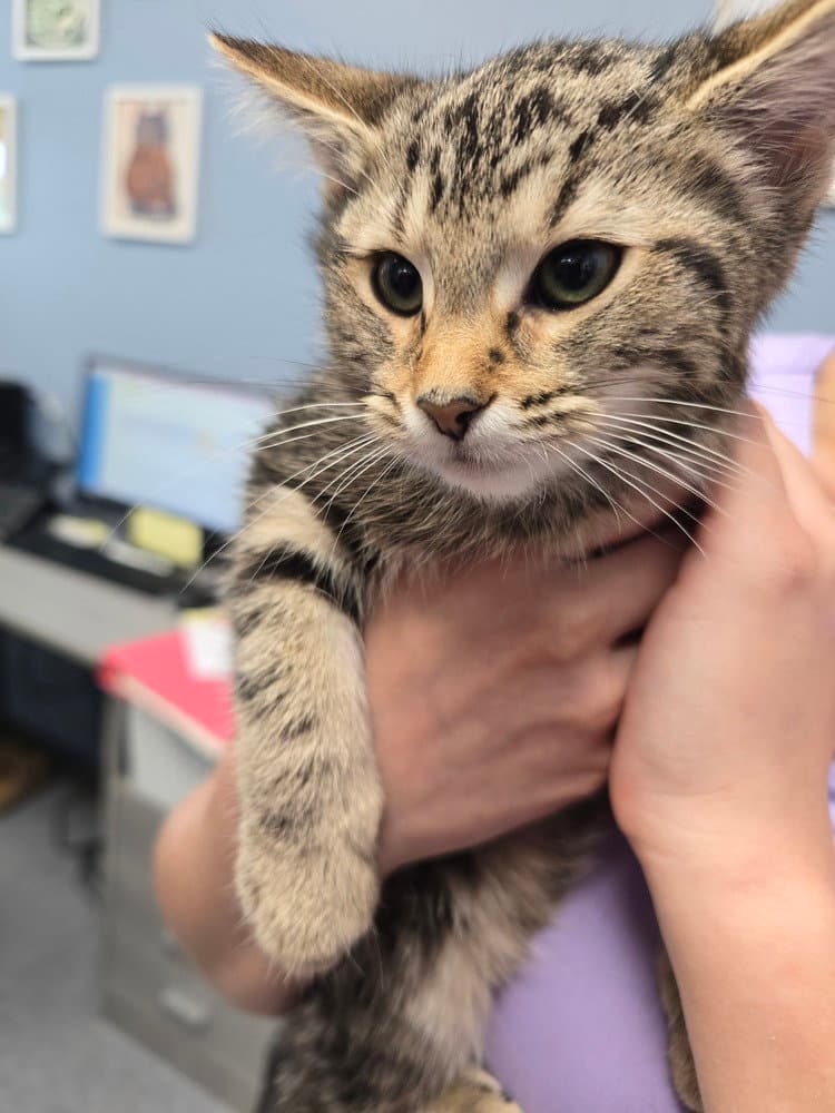 Adele - Domestic Short Hair