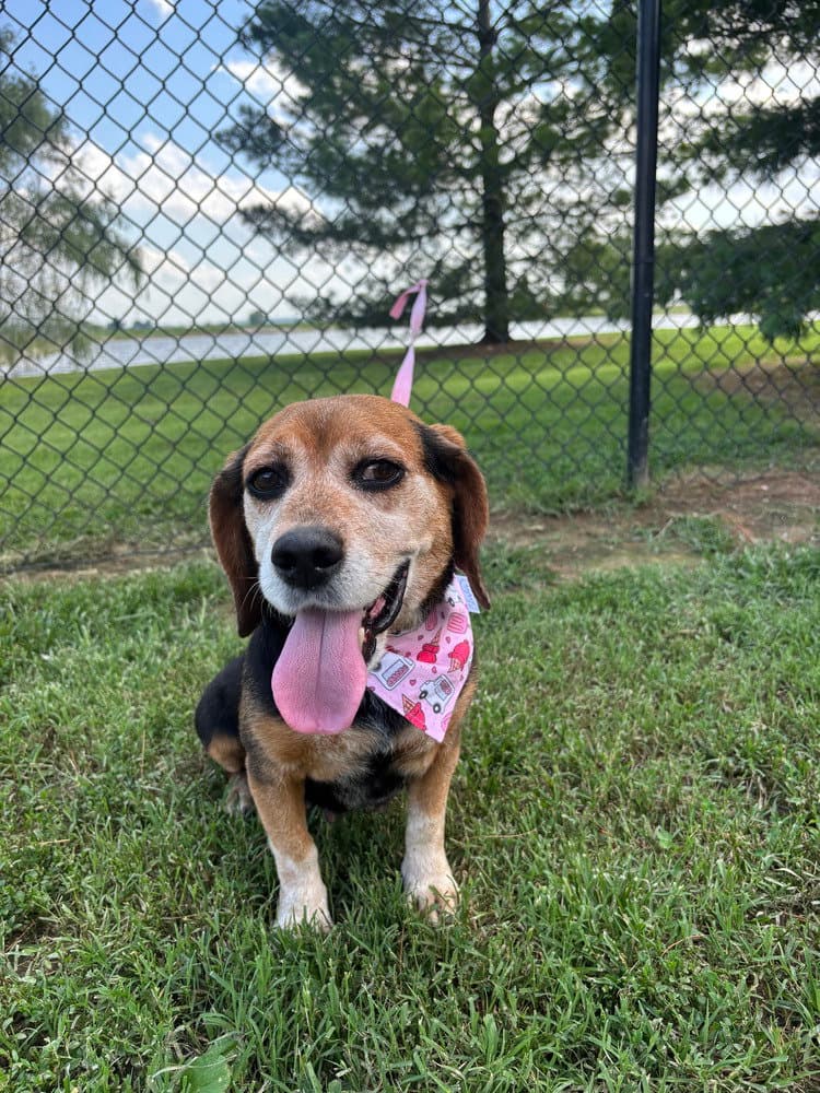 Penny - Beagle