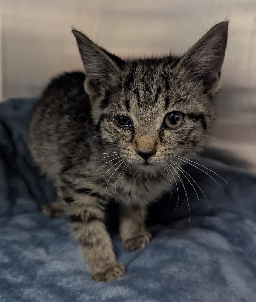 Andy - Domestic Short Hair