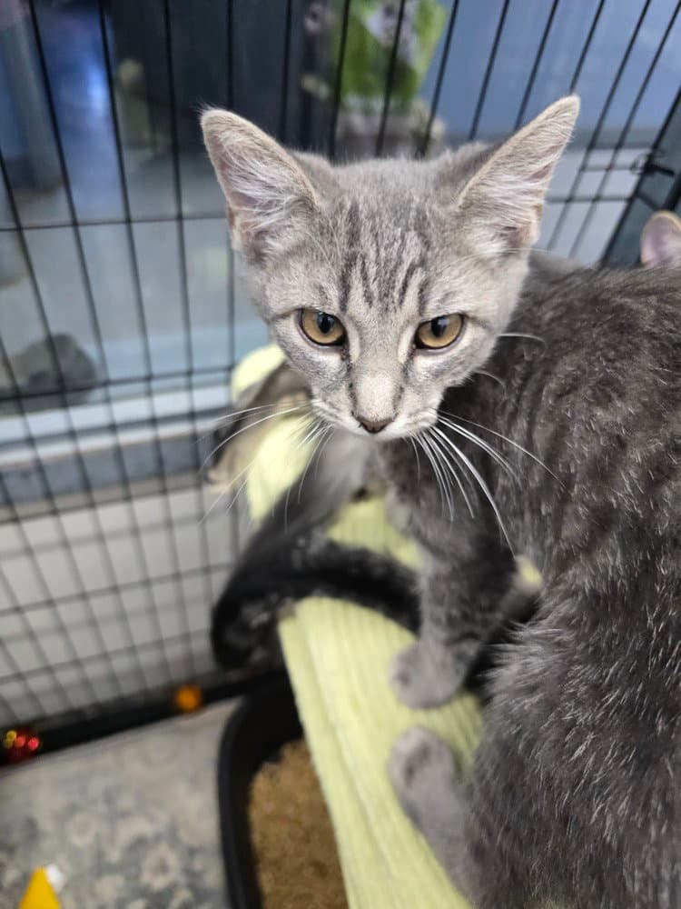 Cairo - Domestic Short Hair