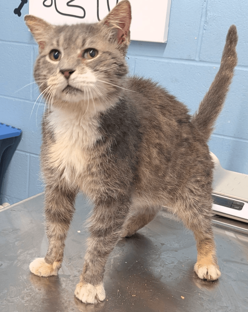 Oc O'malley - Domestic Short Hair