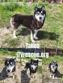 Tallon image 2