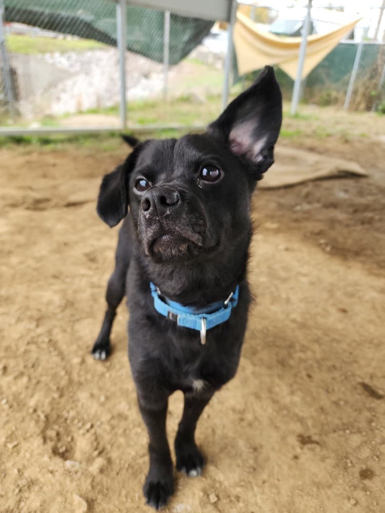 Duncan - Terrier