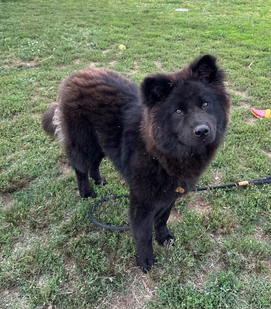 Asa - Chow Chow