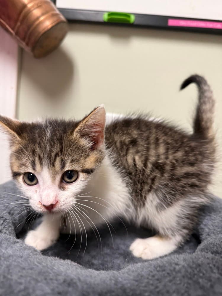 Bullseye - Domestic Short Hair