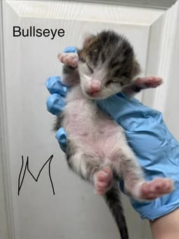 Bullseye image 2