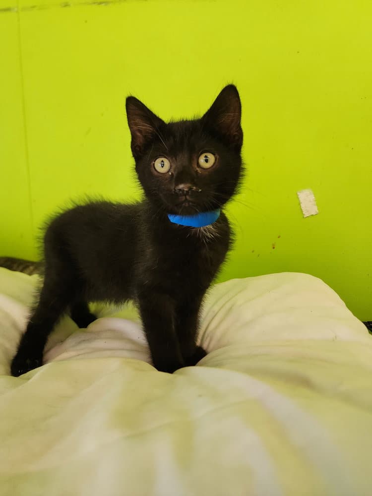 Hadrian - Domestic Short Hair