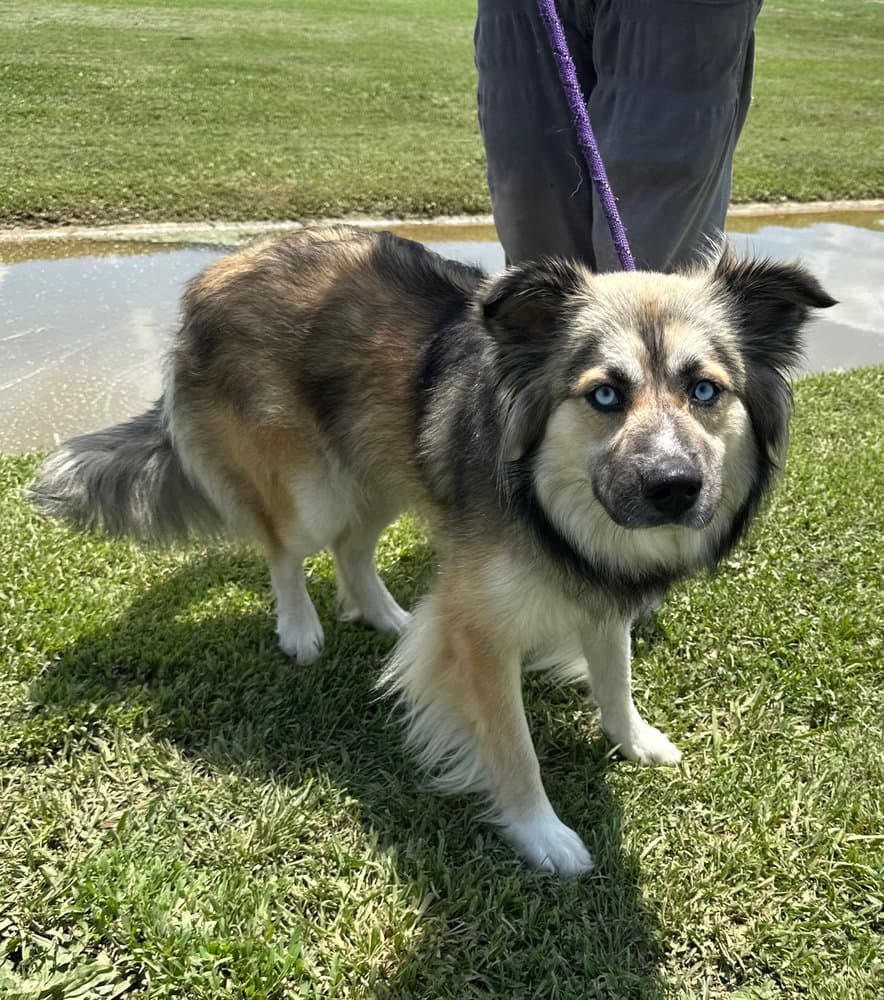 Alexis - Australian Shepherd