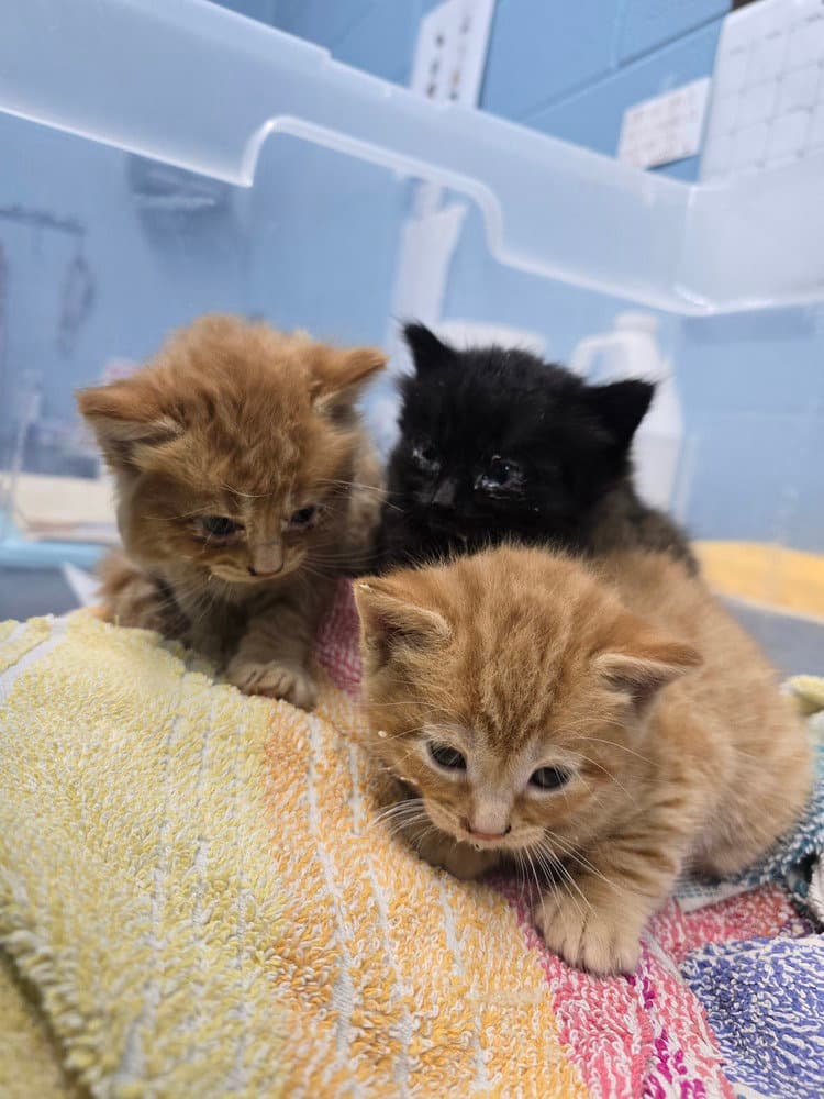 Hillcrest - Domestic Short Hair