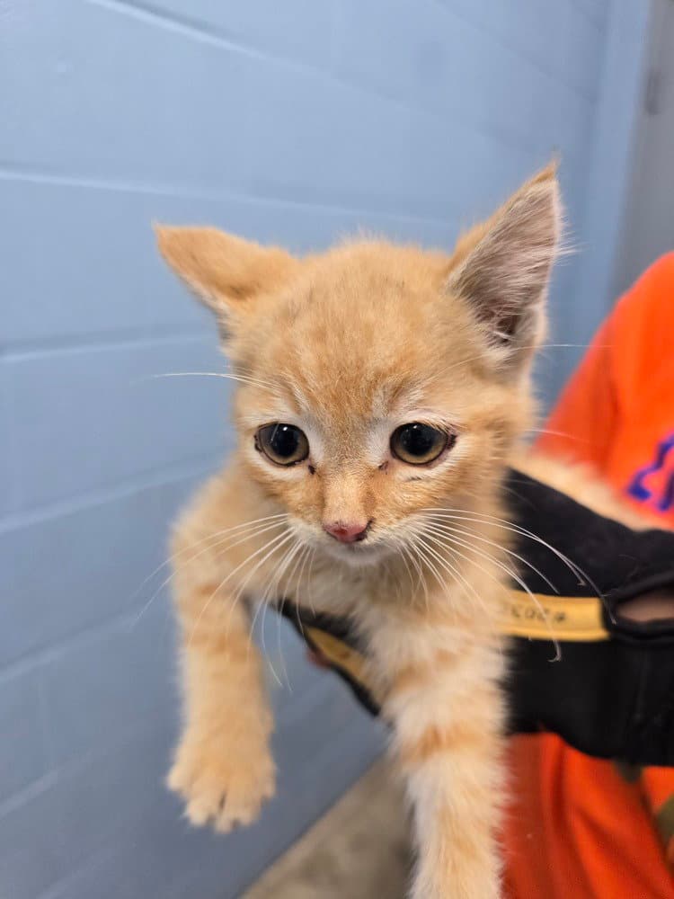 Yeti - Domestic Short Hair