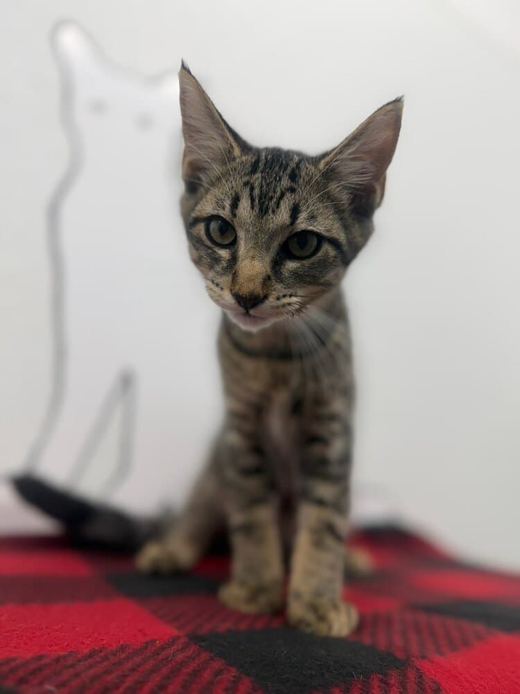Nile - Domestic Short Hair