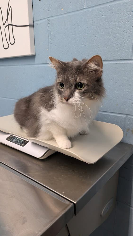 Honeydew - Domestic Medium Hair