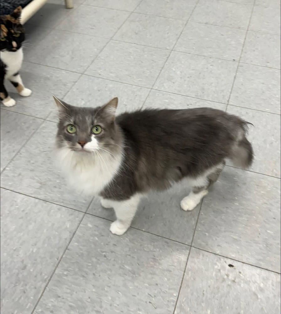 Honeydew - Domestic Medium Hair