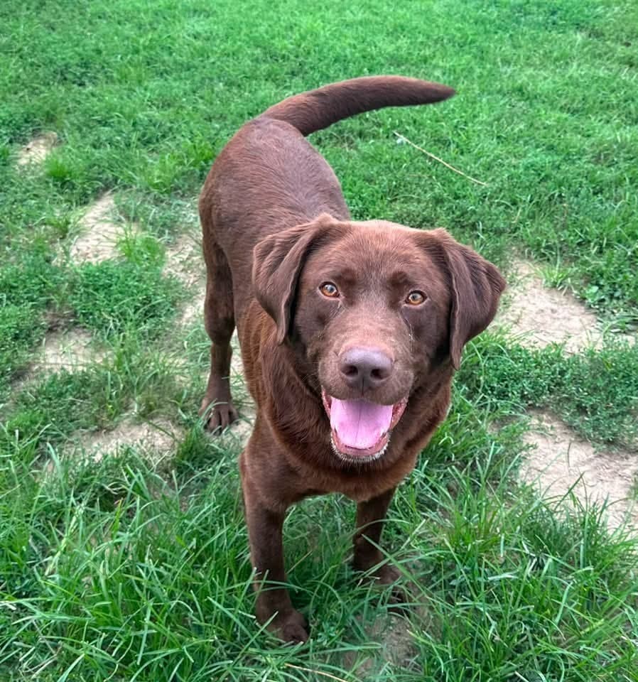 Clark - Labrador Retriever