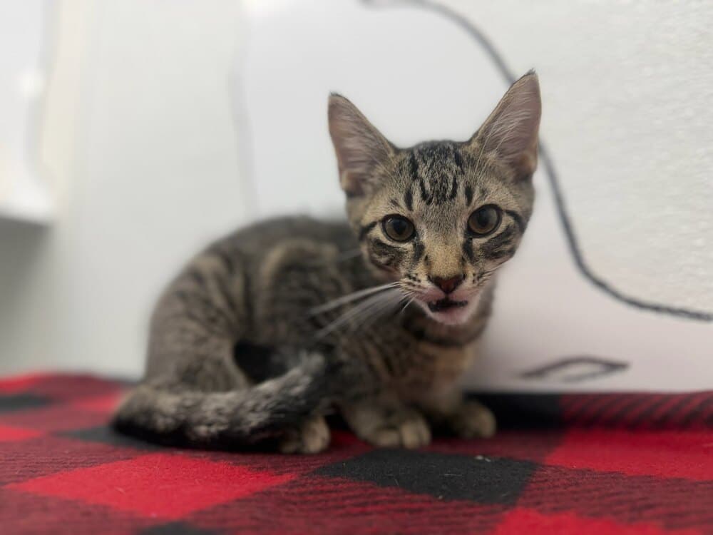 Anubis - Domestic Short Hair