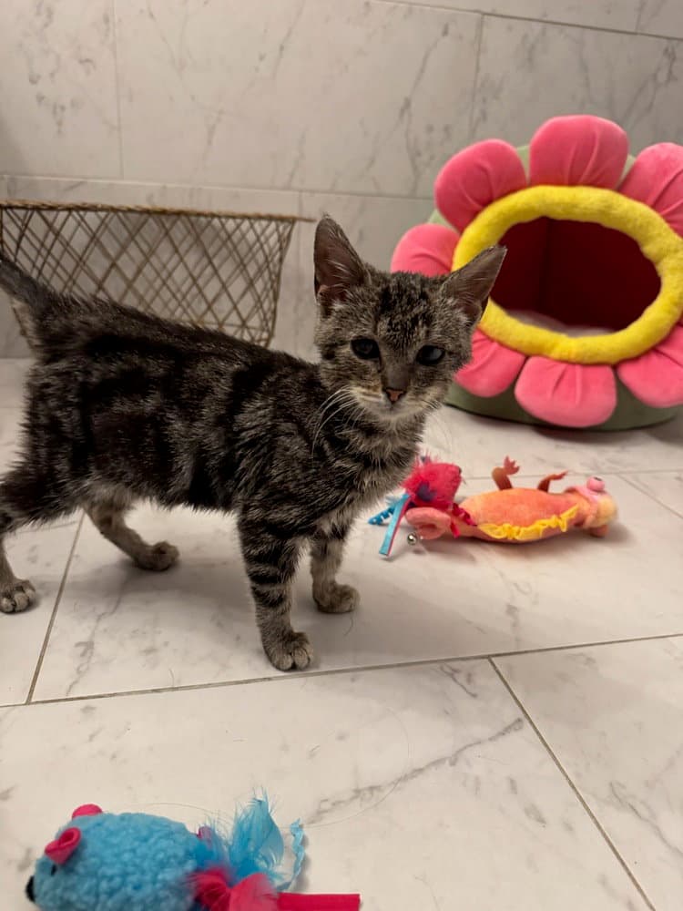 Squints - Domestic Short Hair