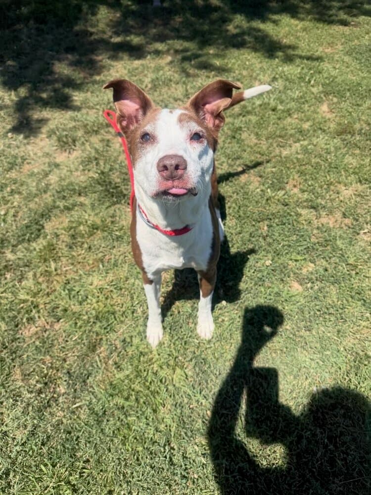 Lilypad - Terrier