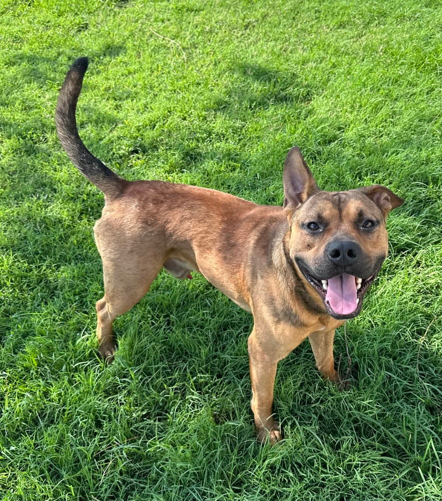 Leroy - Terrier