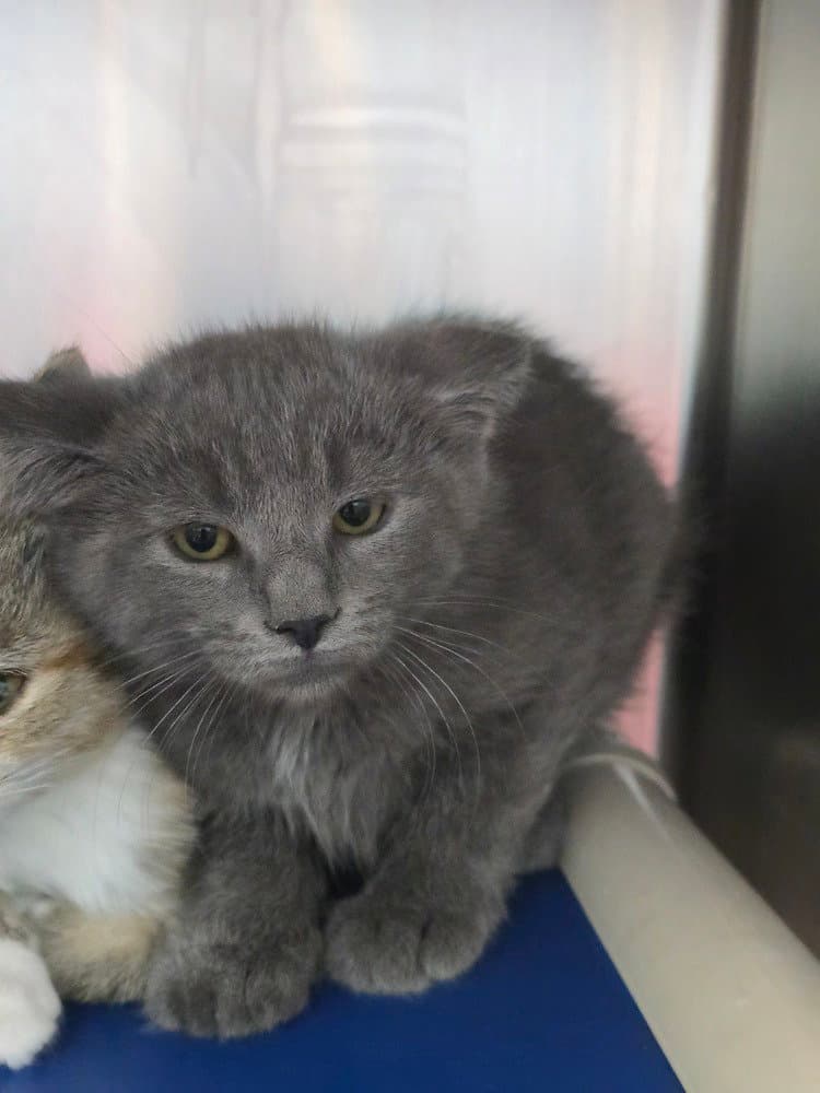Edric - Domestic Short Hair