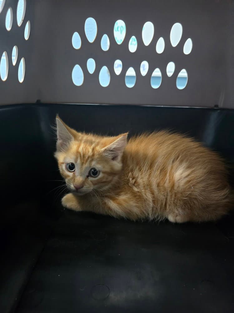 Corey - Domestic Short Hair