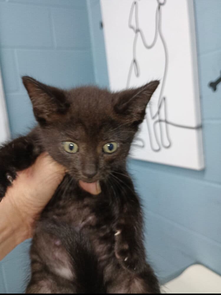 Thomas - Domestic Short Hair