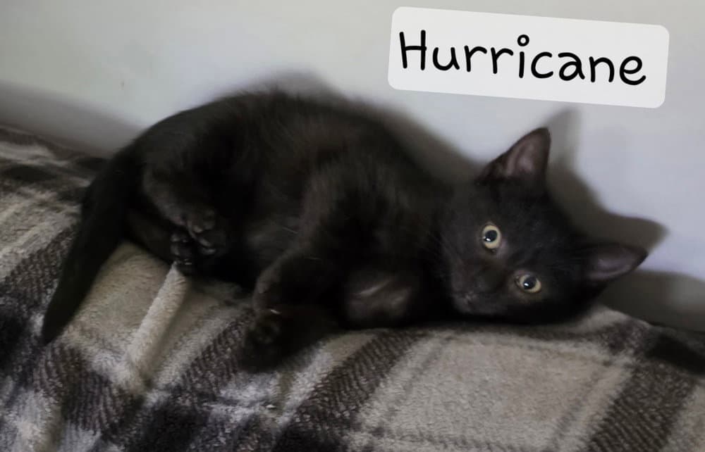Hurricane - Domestic Short Hair