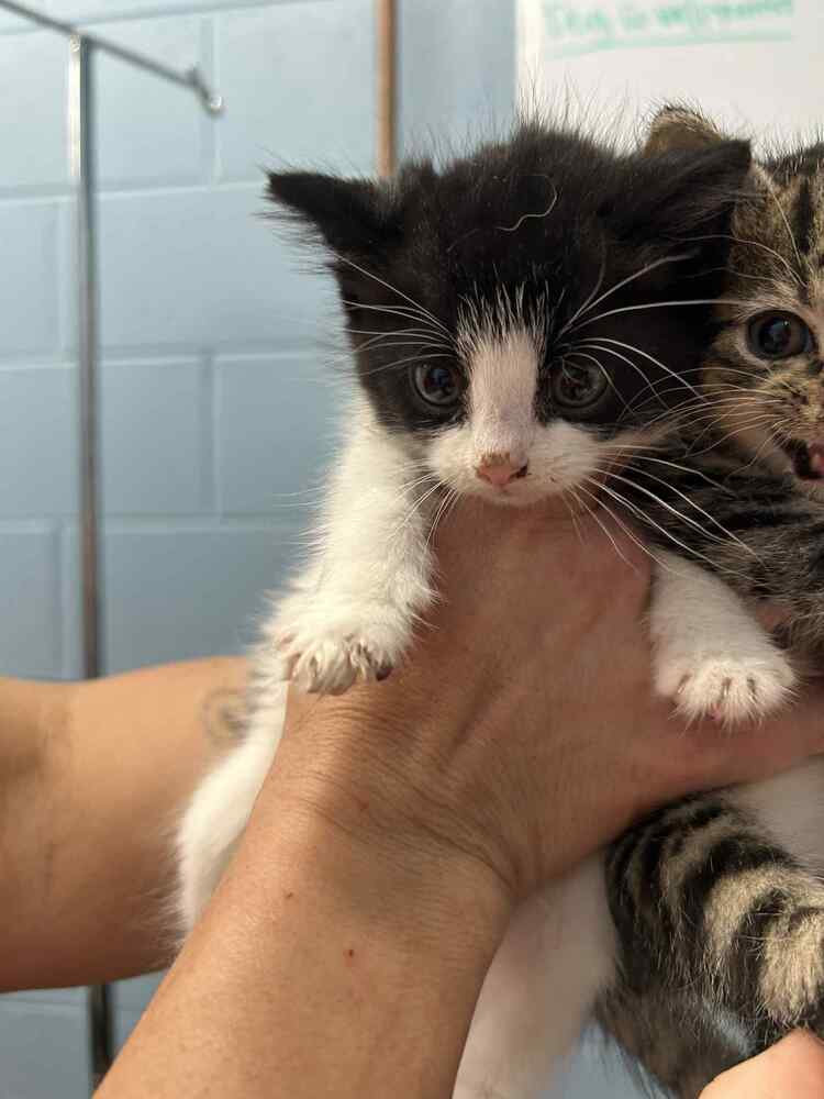 Eggs - Domestic Short Hair