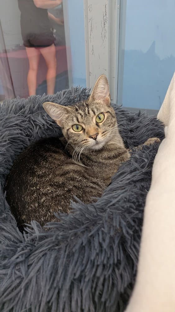 Cici - Domestic Short Hair