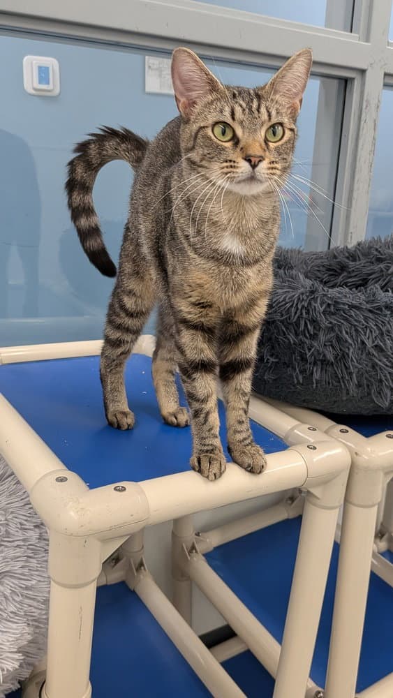 Cici - Domestic Short Hair