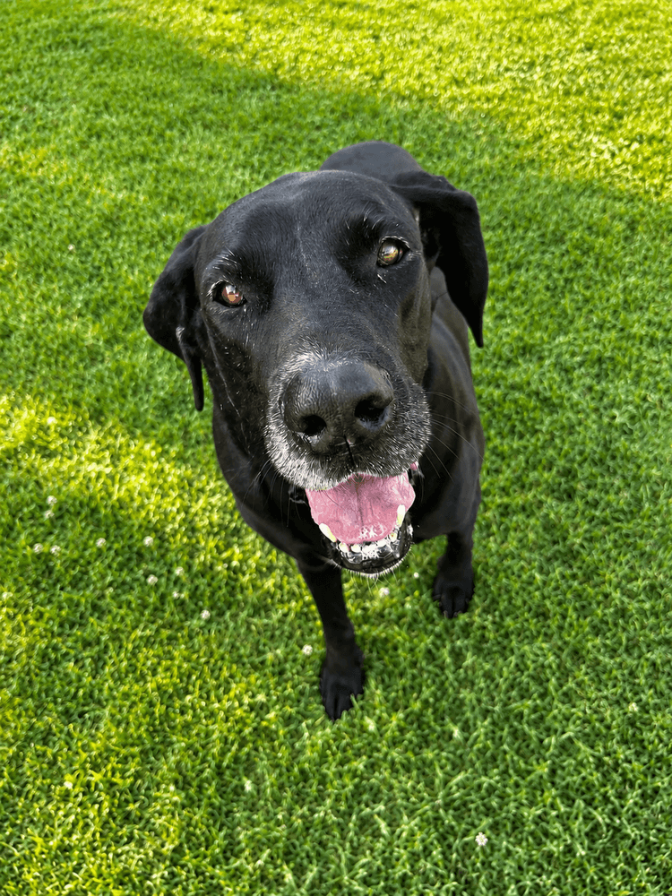 Odessa - Great Dane
