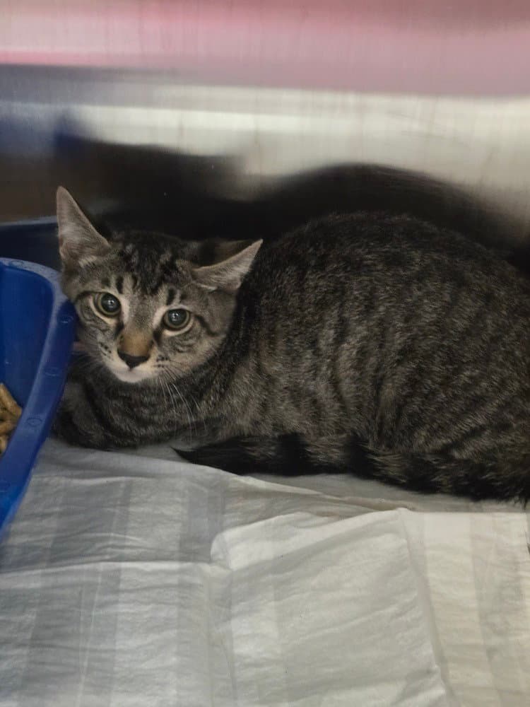 Jet - Domestic Short Hair