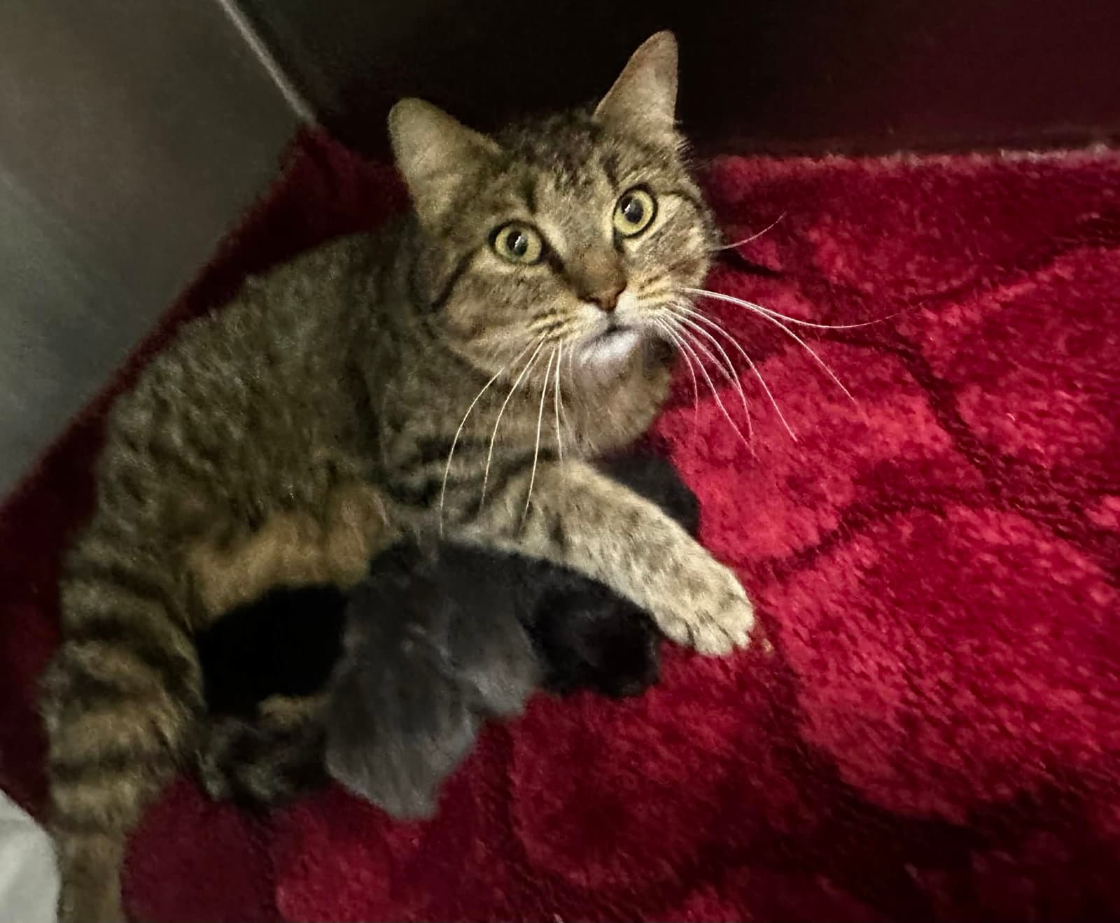 Haven Bess - Domestic Short Hair